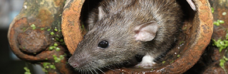 rat-control